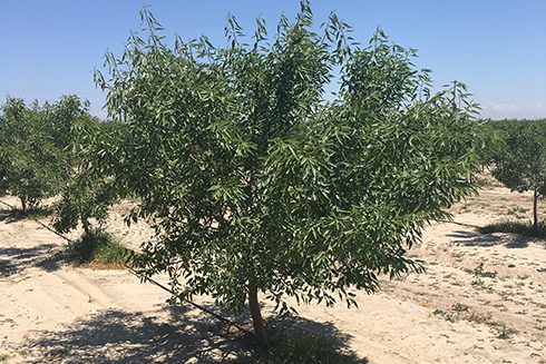 View of a healthy tree adjacent to an infected tree in a 2-year-old almond orchard.