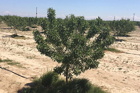 View of an infected tree adjacent to a healthy tree in a 2-year-old almond orchard.