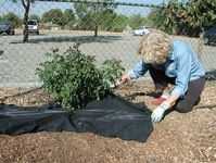 Applying mulch