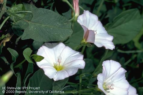 Field bindweed