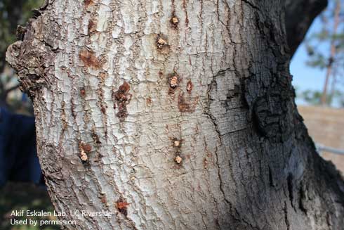 White exudate where beetles feed under bark.