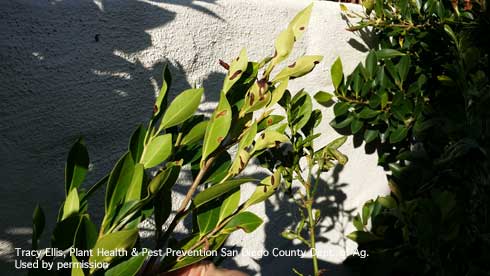 Brownish blotches caused by larvae of ficus eye-spot midge.