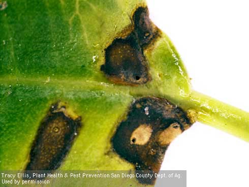 Leaf mines of ficus eye-spot midge with larval exit holes.