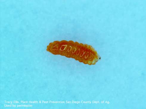 Mature larva of ficus eye-spot midge.