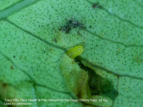 Young larva of ficus eye-spot midge, exposed.