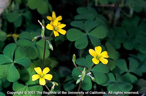 Creeping woodsorrel