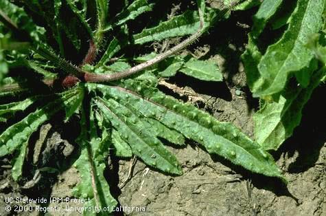 Bristly oxtongue