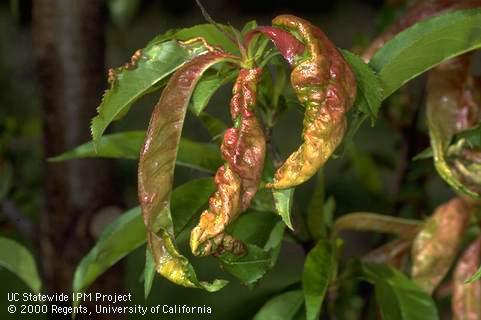 Leaf damage from Peach Leaf Curl