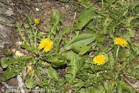 Dandelion