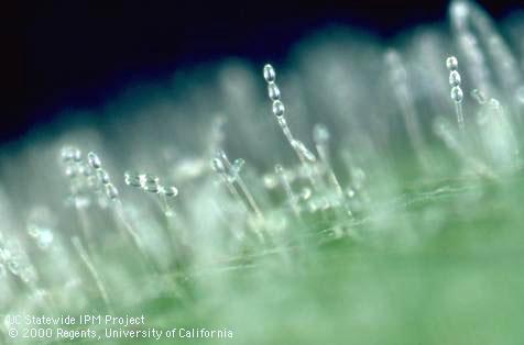 Powdery mildew spores magnified