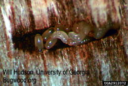 Eggs of granulate ambrosia beetle under bark, exposed.