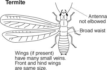 Termite: antenna not elbowed, thick waist, wings with many veins, hind wings same size as front wings