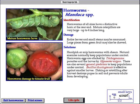 Photo of hornworms