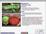 Information on hornworms