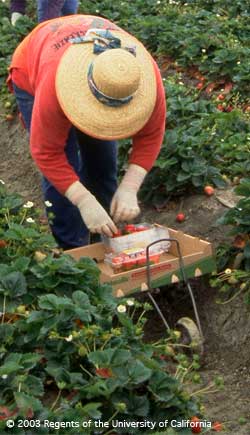 Cosecha manual sigue siendo el método más importante de fresas frescas de cosecha para el mercado de EE.UU..