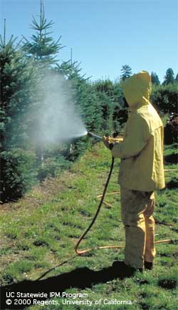 Hand spraying at a Christmas tree farm.