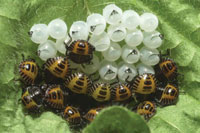 Brown marmorated stink bug eggs and nymphs