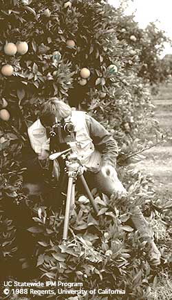 Jack Kelly Clark in orange grove, 1988