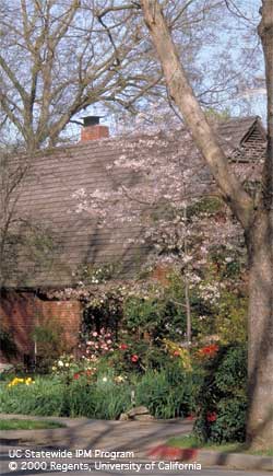 Cultivating a home vegetable garden with raised beds.