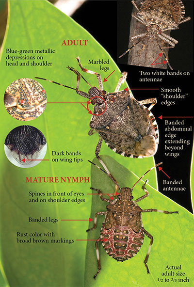 brown marmorated stink bug distinguishing characteristics