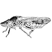 Link to leafhoppers, treehoppers, sharpshooters, spittlebugs