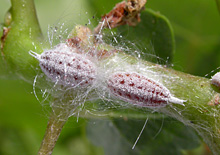 Mealybug on pistachio tree