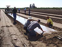 Soil solarization setup