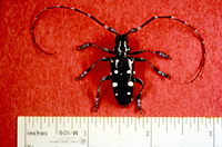 Asian longhorned beetle