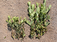 Citrus thrips damage blueberry plants