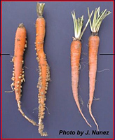 Carrots with root knot nematodes