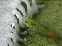 Asian woolly hackberry aphids