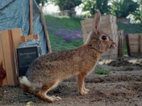 Cottontail rabbit