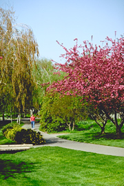 UC Davis campus