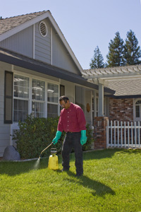 maintenance gardeners