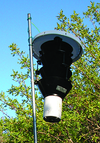 Pheromone-baited funnel trap used for detecting walnut twig beetles.