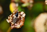 Chamomile seed bug.