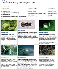 Photos and identification tips help growers correctly identify pest problems in the field.