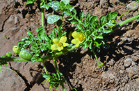 Kaolin clay-covered melon plant.