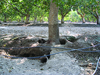 Costly wildlife damage due to ground squirrel burrows in a pistachio orchard.