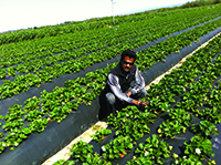 Surendra Dara, a UC Cooperative Extension entomology advisor, conducts a field study to improve pest management in strawberries.