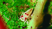 Virginia creeper leafhopper nymph.