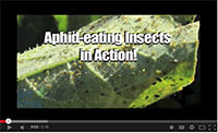 Aphid-eating insects video