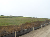 Artichoke field showing simple fencing to keep voles from invading.