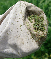 blue alfalfa aphids from an alfalfa field, seen in a sweep net.