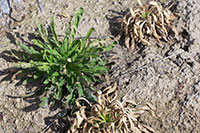 Green weeds in photo are probably resistant to glyphosate, while brown weeds sprayed with glyphosate have been killed.