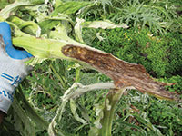 Vole feeding on an artichoke stem.