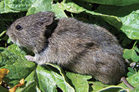 Larger than house mice but smaller than rats, voles are also called meadow mice. Voles are active both day and night and all year round.