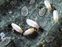 Whitefly adults and nymphs.