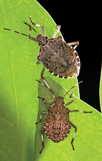 Be on the lookout for brown marmorated stink bug.