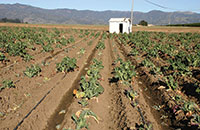 Damage to cabbage plants.  Cabbage maggots feed on plant roots, resulting in yellowing and stunted growth.